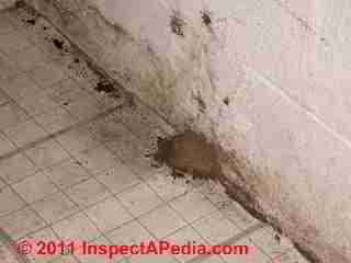 Meruliporia incrassata in surprising places in a building © D Friedman at InspectApedia.com 