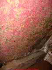 Photo of red mold on a building wall