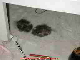 moldy wall to wall carpeting - Daniel Friedman 04-11-01