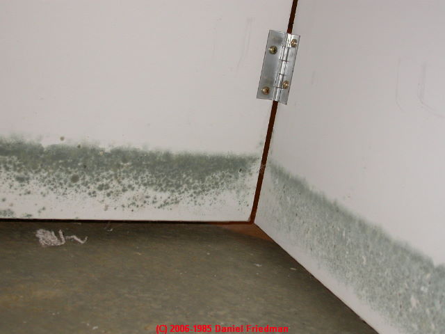 Green mold on basement drywall sheetrock sheet rock - Daniel Friedman
04-11-01
