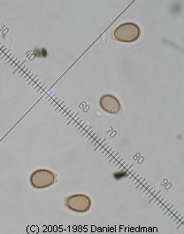 Our expert lab report includes photomicrographs