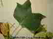 Tulip Poplar leaf