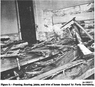 Poria incrassata extensive damage illustrated by Verra 1968, cited & discussed at InspectApedia.com
