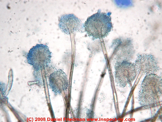 Photograph of an Aspergillus mold collected on a building surface - &copy; Daniel Friedman.