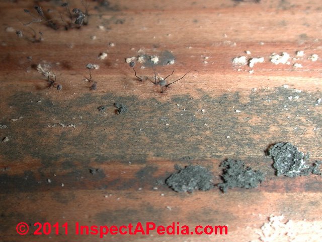 Black mold under the microscope (C) Daniel Friedman