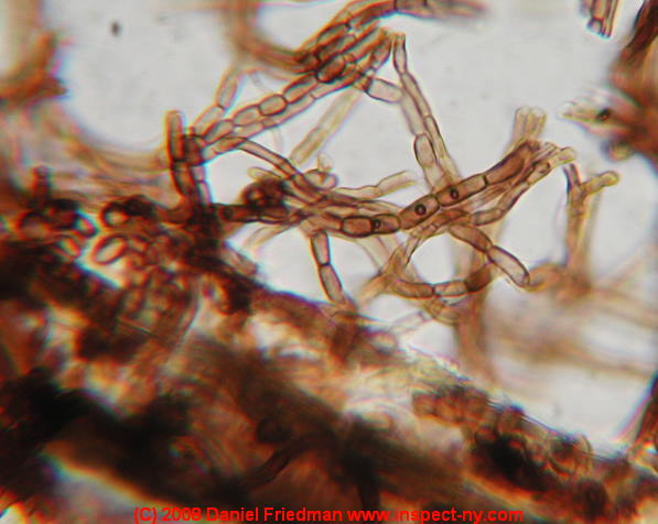 Photograph of Aureobasidium pullulans in an attic on roof sheathing