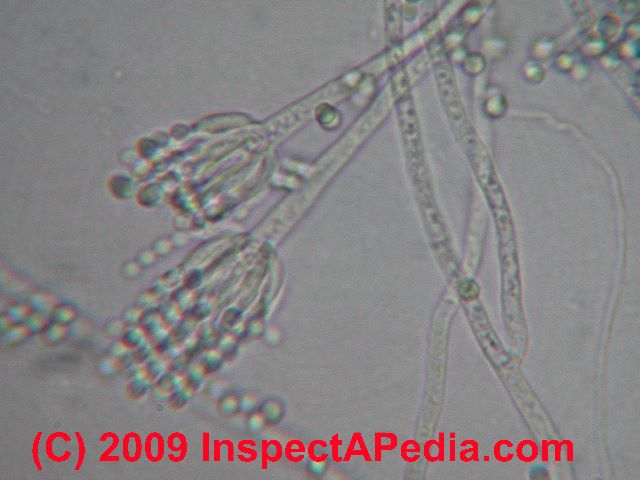 Penicillium in culture (C) Daniel Friedman