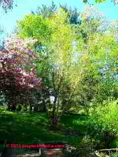 River birch tree & pollen photograph series (C) 2013 Daniel Friedman