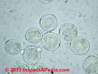 River birch tree & pollen photograph series (C) 2013 Daniel Friedman