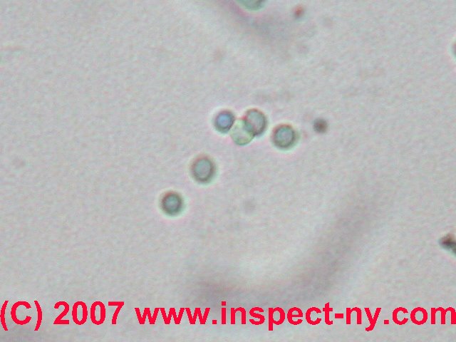 Photograph of Photograph on top of moldy table