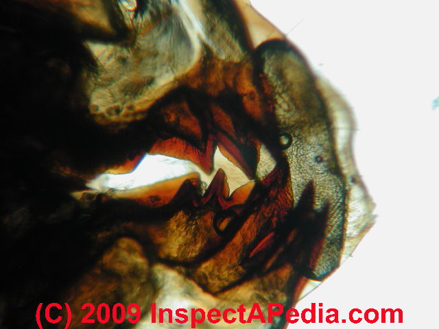 Cockroach mouth parts © D Friedman at InspectApedia.com 