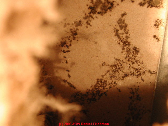 Toxic black mold, in this case Memnoniella echinata, exposed by a wall test cut in a New York apartment