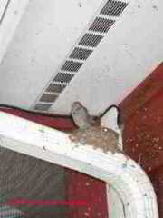 Bird nesting on house downspout (C) Daniel Friedman