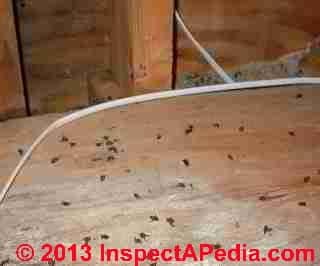 Flies on an attic floor, Pelham NY (C) Daniel Friedman