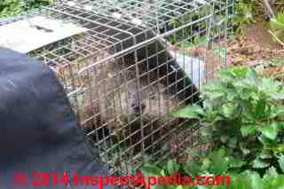 Woodchuck in a HavaHart Trap (C) Daniel Friedman