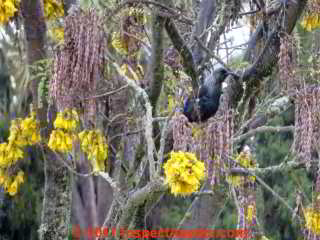 Tui Bird, New Zealand 2014 (C) Daniel Friedman