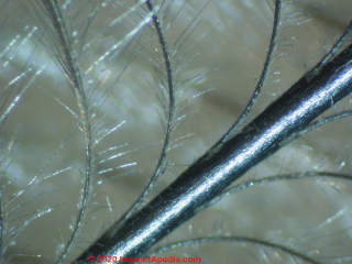 Cassuary feather examined under the microscope (C) Daniel Friedman InspectApedia.com 