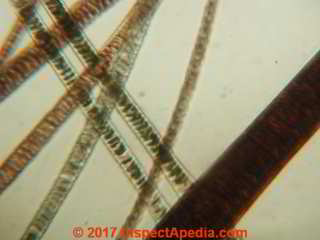 Cat hair under the microscope (C) Daniel Friedman