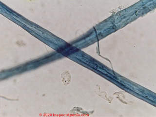 Cotton fibres under the microscope (C) Daniel Friedman InspectApedia.com