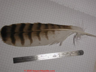 Hawk feather examined in the forensic lab (C) Daniel Friedman at InspectApedia.com