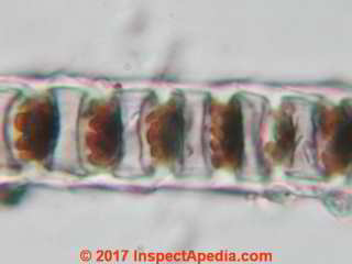 Mouse  hair under the microscope (C) Daniel Friedman at InspectApedia.com