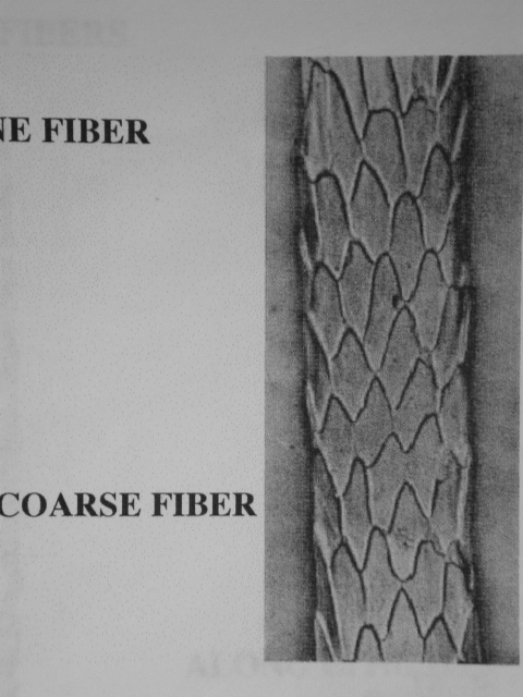 Fiber & Hair Identification Index to hair & fiber information