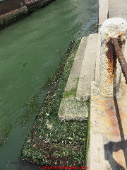 Algae and seaweed on steps in Dorsoduro, Venice (C) Daniel Friedman at InspectApedia.com