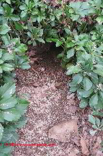 Shotgun (R) Animal repellent Granules from Repels-All around a groundhog burrow (C) Daniel Friedman