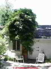 Chimney completely overgrown with vines is a fire and carbon monoxide hazard (C) Daniel Friedman