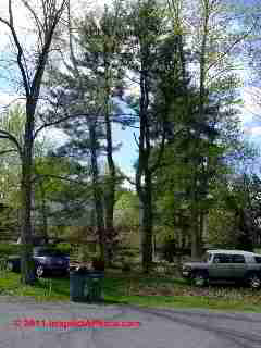 White pines 30 years old © D Friedman at InspectApedia.com 