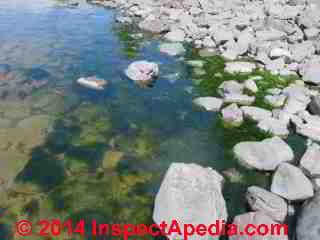 Lakeshore algae less than 50 ft. from an old septic system indicates high nitrates and probable treatment failure (C) Daniel Friedman