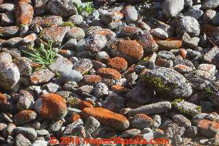 Red lichens on decorative stone, South Island, New Zealand (C) Daniel Friedman