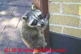 Raccoon outdoors on a downspout (C) Daniel Friedman