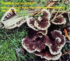 Another polypore from Barron 1999 cited & discussed at InspectApedia.com
