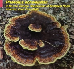 Another polypore from Barron 1999 cited & discussed at InspectApedia.com