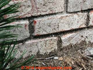 Paint coating on brick foundation wall (C) Daniel Friedman