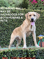 Retaining wall without guard may be dangerous to both people and pets (C) InspectApedia.com Beau