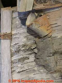 Ojibwe winter birch bark structure detail (D) Daniel Friedman