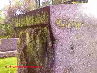Lichens on grave, Poughkeepsie Cemetary, Vassar (C) Daniel Friedman