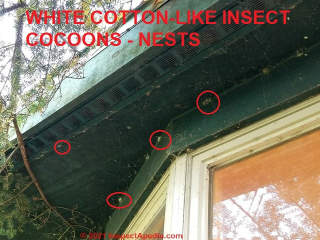 Moth cocoons on exterior of the green cabin (C) Daniel Friedman at InspectApedia.com