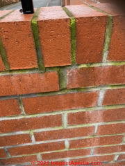 Green algae stains on brick garden wall: cause, cleanup, prevention (C) InspectApedia.com Simpson 
