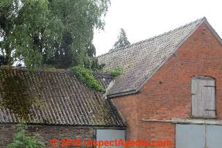 Trees & vines growing too close to and actually on a building roof, Herefordshire, U.K. (C) Daniel Friedman