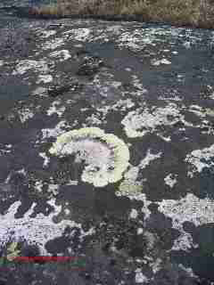 Lichens on monument stone, Las Cabras Mexico (C) Daniel Friedman