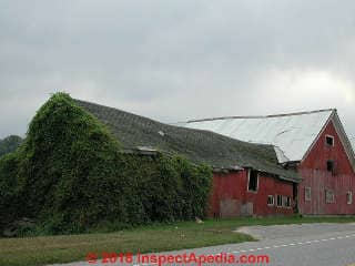 Vines covering walls and roof of an antique barn in New Canaan, CT, USA (C) Daniel Friedman