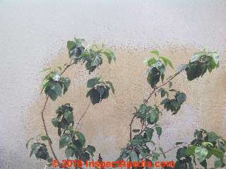 Yellow pollen stains  on exterior stucco from nearby Hibiscus flowers  (C) InspectApedia GC