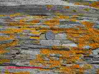 Yellow orange lichens, Portland Maine