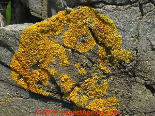 Yellow orange lichens, Portland Maine