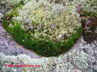 Moss and Lichens in the Quetico (C) Daniel Friedman