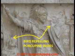 Bird Replling porcupine wires, Campo San Maurizio Venice (C) Daniel Friedman