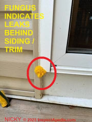 Fungal growth (mushrooms) sprouting at exterior trim indicate leaks in the wall (C) InspectApedia.com Nicky